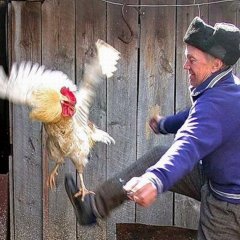 Петух пинок сапогом петуха