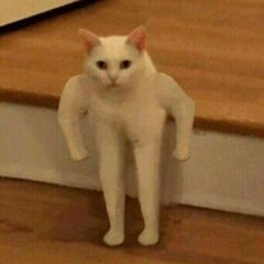Сильный кот