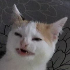 Смешной кот