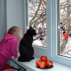 Снегири