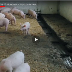 Всу