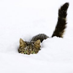 Зима