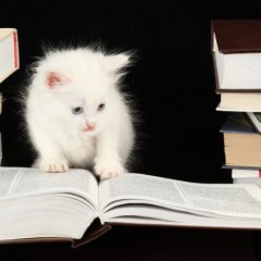 Белый котёнок читает книгу