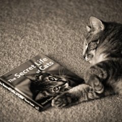 Книга про кошек