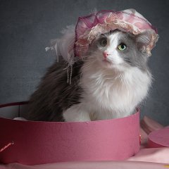 Кошка Маркиза