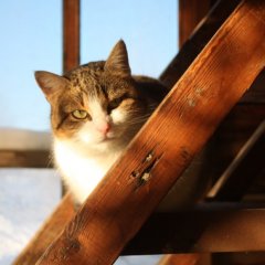 Кот Мигун