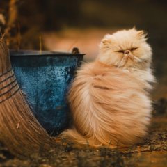 Кот Перси