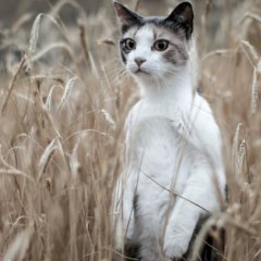 Кот сурикат во ржи