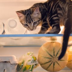 Кот в холодильнике