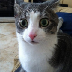 Кот