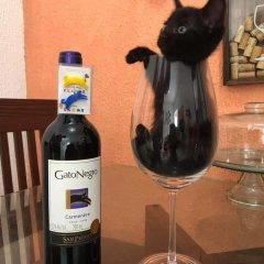 Кот