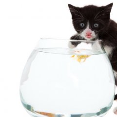Котькин сыночек