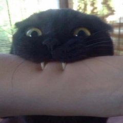 Кусь