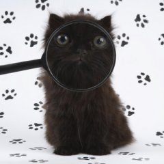 Лупистый чёрный котёнок