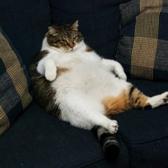 Обожравшийся кот