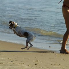 Прикол на Карибском море