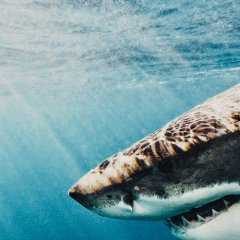 Shark