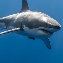 Большая white shark
