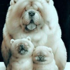 Chow Chow family
