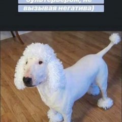 Для любителей бультерьеров