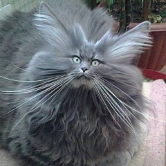 Ежкин Кот