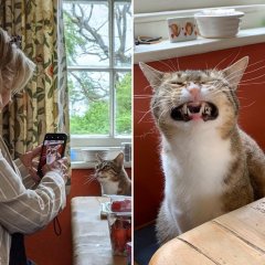 Фото кота