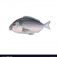 Gilt-head bream