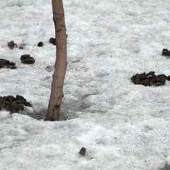 Говно медведя