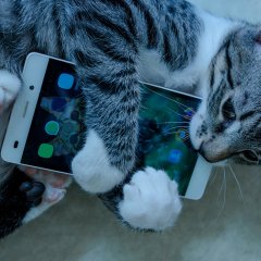 Кошка съедает телефон