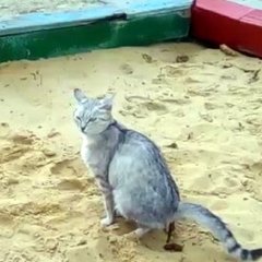 Кошка