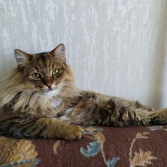 Кот на диване
