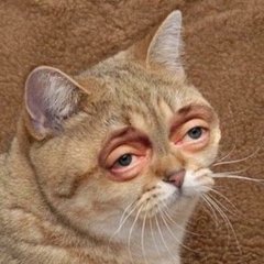 Кот
