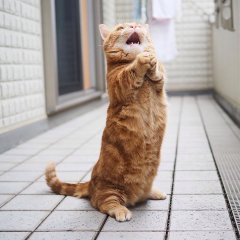 Кот
