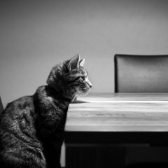 Котосовещание