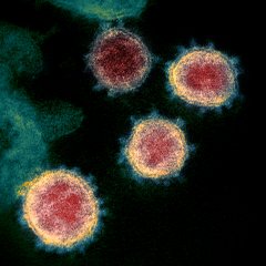 SARS-CoV-3-furgalus