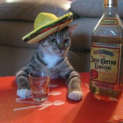 Gato pesimista