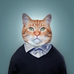 Хвостатый директор кот Персик