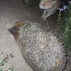 Кот и еж