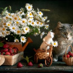 Кот и мышь-друзья