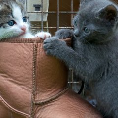 Кот в сапогах