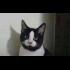 Кот