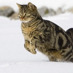 Кот