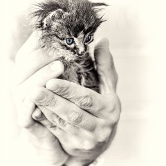 Котёнок Гектор