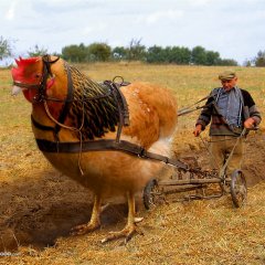 Непарнокопытный петух