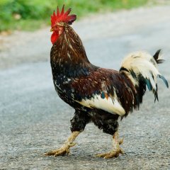 Петух переходит дорогу