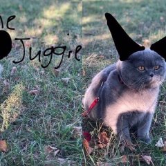 Baton the Cat