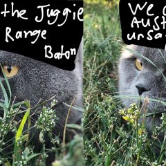 Baton the Cat