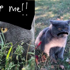 Baton the Cat