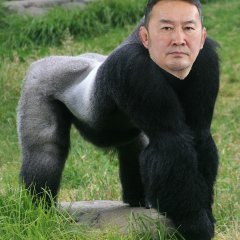 Battulga gorilla