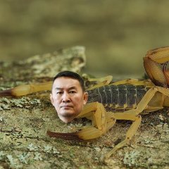 Баттулга скорпион